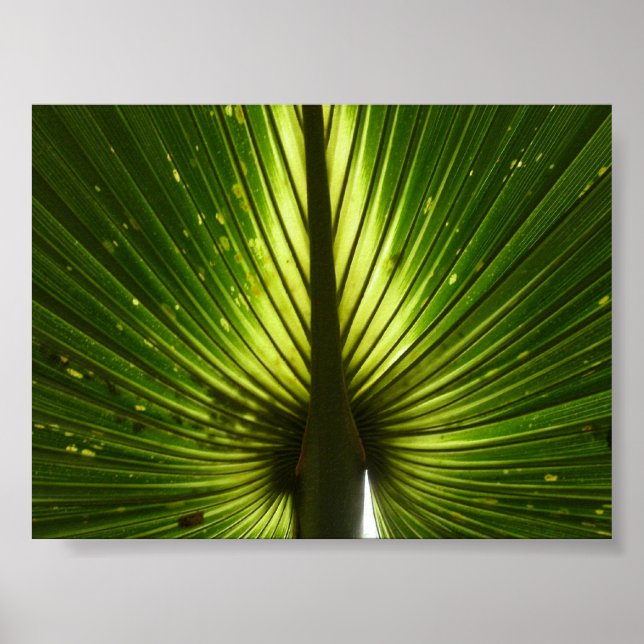 Poster "Pavão" (Frente)