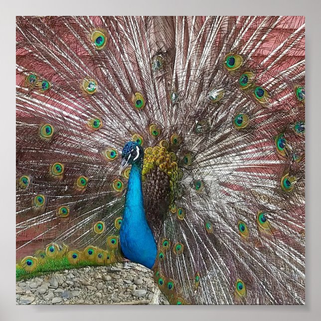 Poster Pavão (Frente)