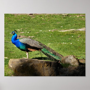 Póster Pavão