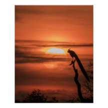 Pavão ao Nascer do Sol