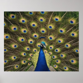Poster Pavão Azul