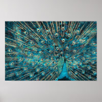 pavão azul com cauda desdobrada