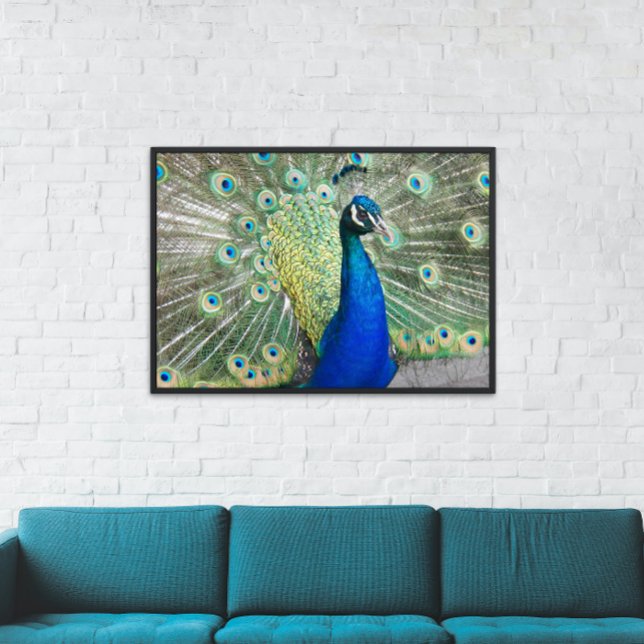 Póster Pavão Azul com Imagem Colorida (In Situ)