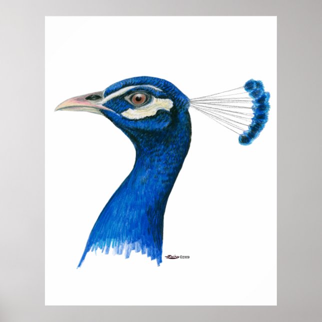 Póster Pavão: Azul Indiano (Frente)