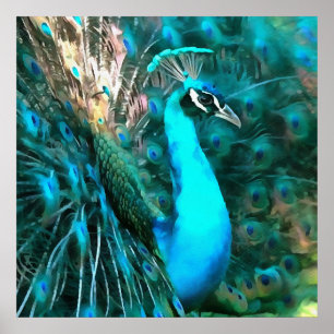 Póster Pavão Azul Vibrante Dentro Com Cauda Vibrada