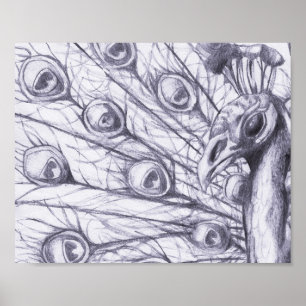 Póster Pavão bonito