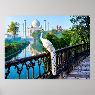 Poster Pavão Branco com Vista para o Taj Mahal
