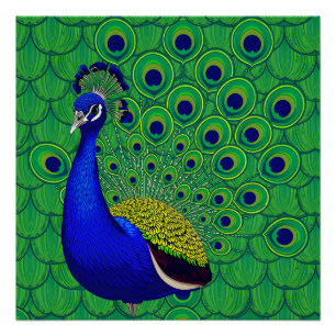 Póster Pavão Colorido Azul