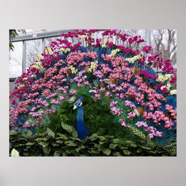 Poster Pavão de Orquídea (Frente)