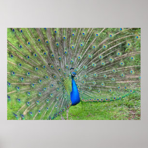 Póster Pavão demonstrando sua cauda