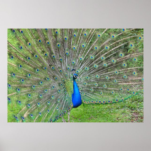 Póster Pavão demonstrando sua cauda (Frente)