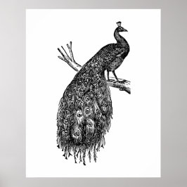 Poster Pavão, desenho a tinta preta.
