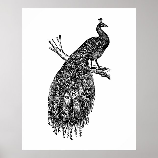 Poster Pavão, desenho a tinta preta.  (Frente)