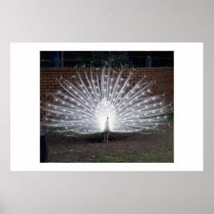 Poster Pavão do albino