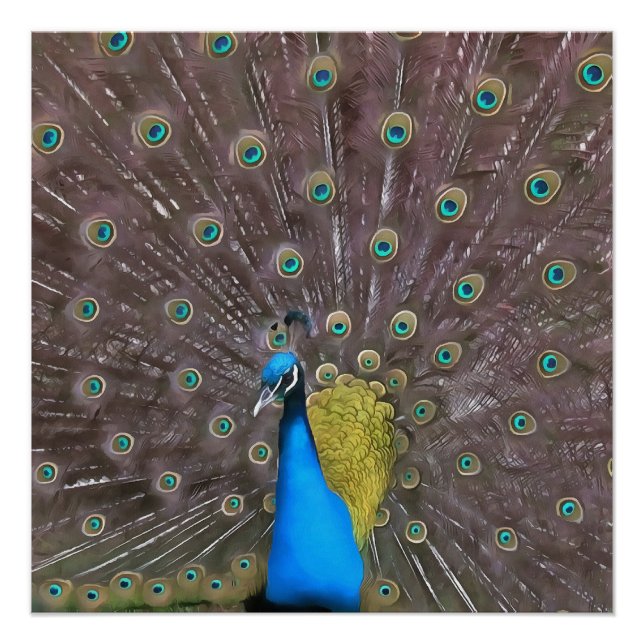 Póster Pavão Elegante A Azul Com Cauda Em Banho (Frente)