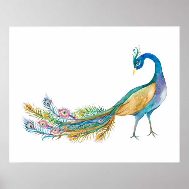 Poster Pavão em Aquarela II  (Frente)