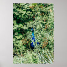 Pavão em arbustos verdes