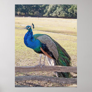 Poster Pavão em cerca
