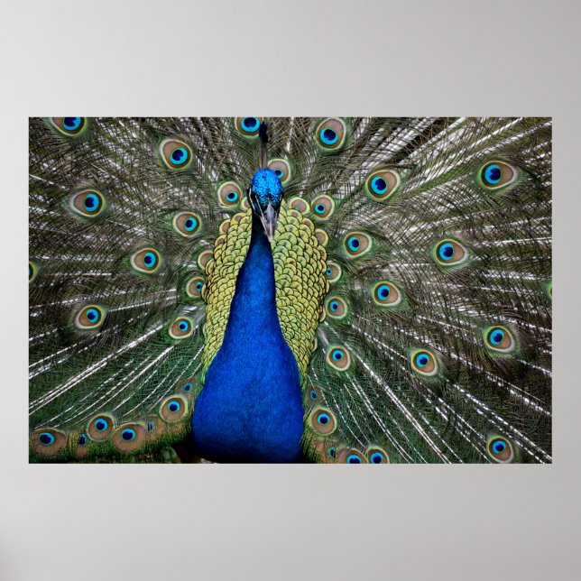 Poster Pavão Majestoso (Frente)