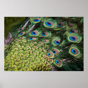 Poster Pavão masculino (Pavo cristatus) exibindo cauda