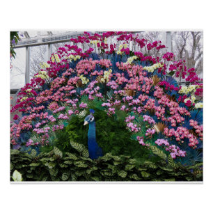 Póster Pavão Orquídea