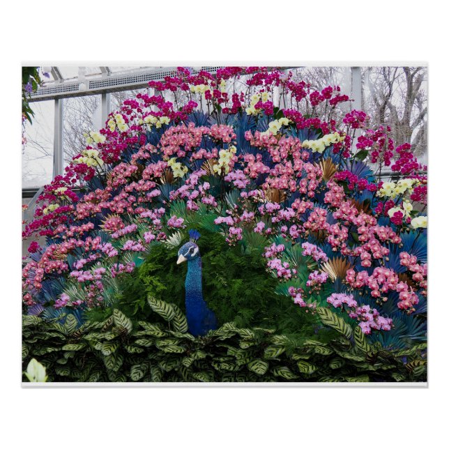 Póster Pavão Orquídea (Frente)