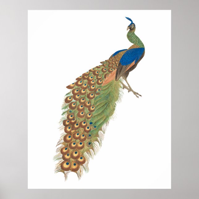Poster Pavão vintage (Frente)