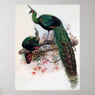 Poster Pavo muticus verde, 1872 monografia de Pha