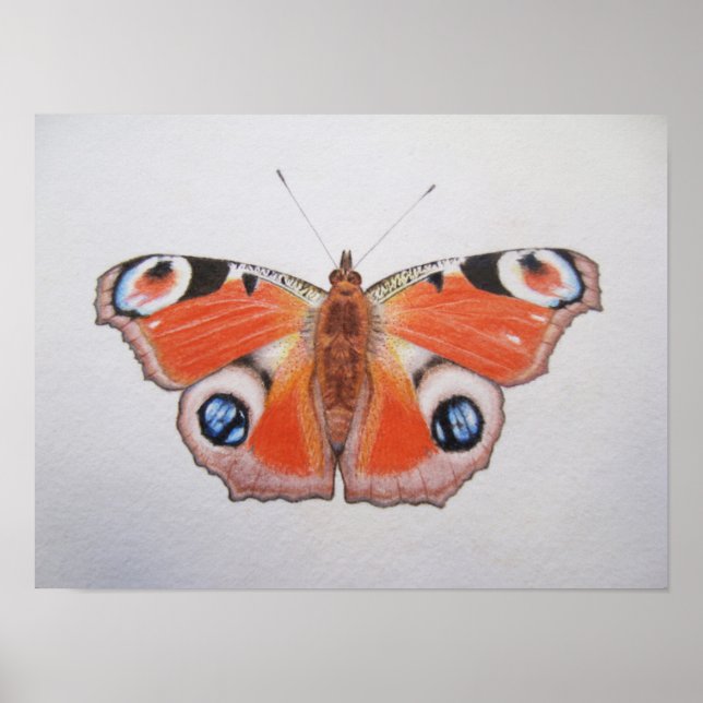 Póster Pavock Butterfly 2012 (Frente)