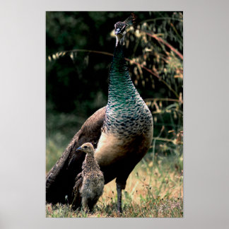 Poster Pavões