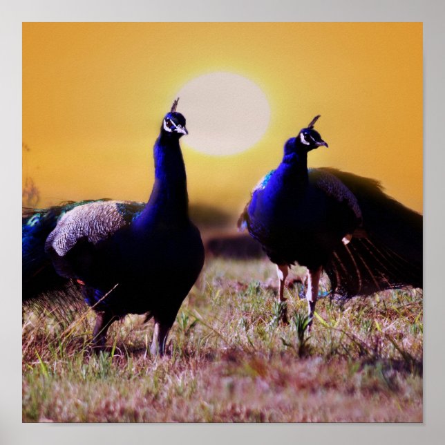 Poster Pavões azuis (Frente)