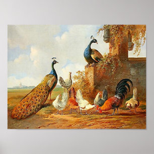 Póster Pavões e galinhas