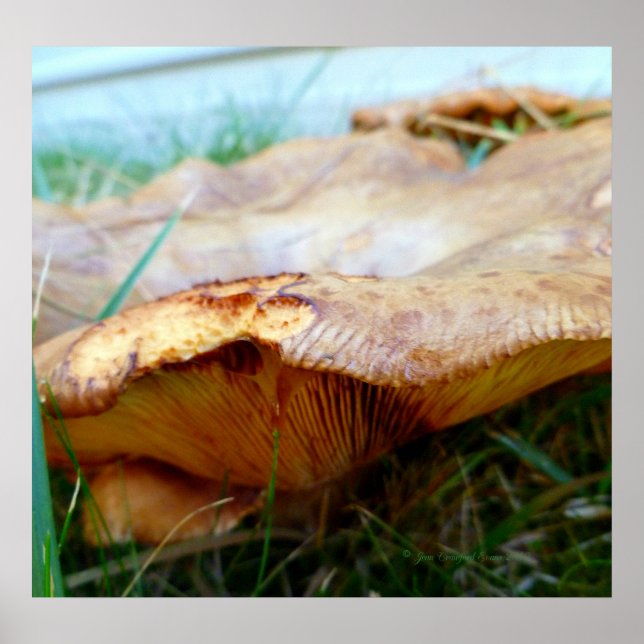Poster Paxillus involutus (Frente)