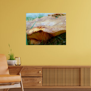 Poster Paxillus involutus