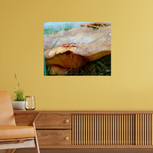 Poster Paxillus involutus (Sala de Estar 2)