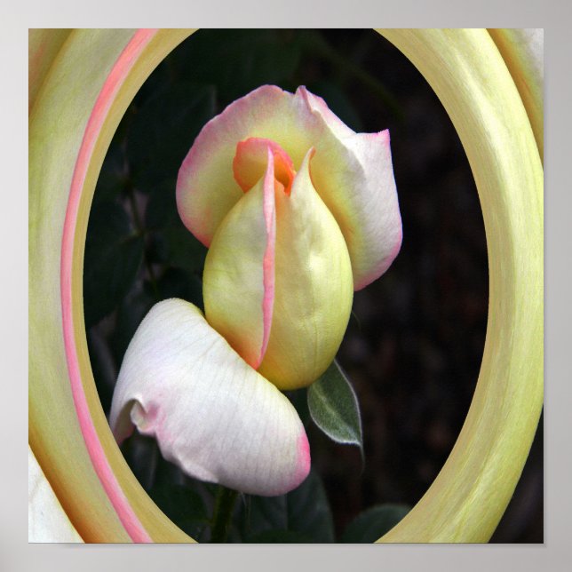 Poster Paz Rosa Amor.... (Frente)