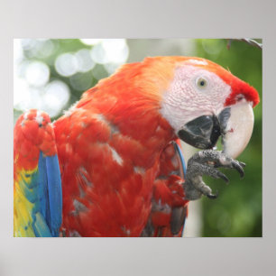 Póster pé-de-arara-escarlate