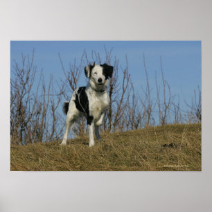 Póster Pé de border collie levantado