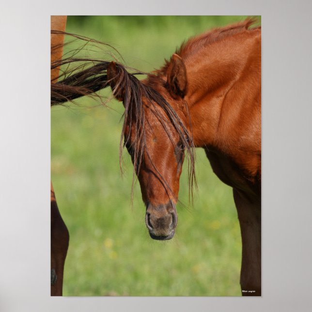 Poster Pé de Warmblood Chestnut com Cauda na Cabeça (Frente)