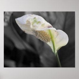 Poster Peace Lily - Cor Seletiva