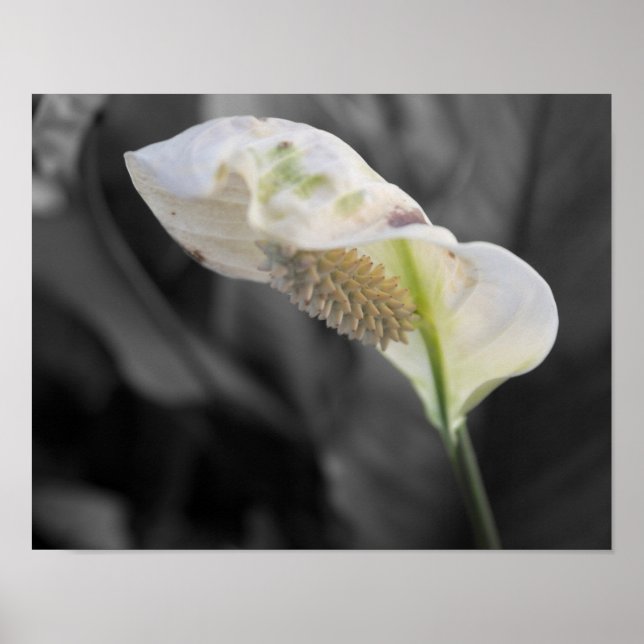 Poster Peace Lily - Cor Seletiva (Frente)