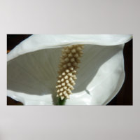 Peace Lily Elegant White Floral