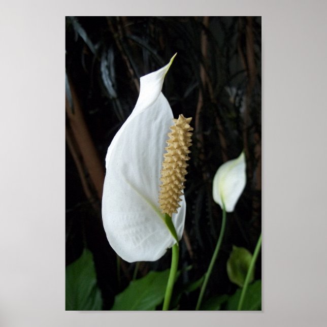 Poster Peace Lily Floral Fotografia (Frente)