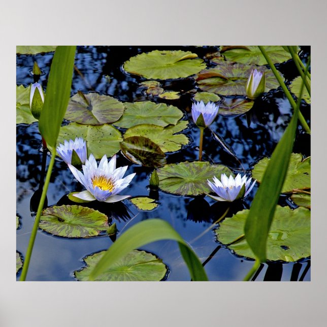 Poster Peaceful Pond (Frente)