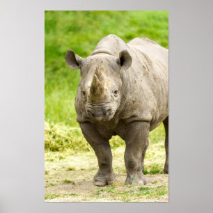 Poster Peaceful Rhino