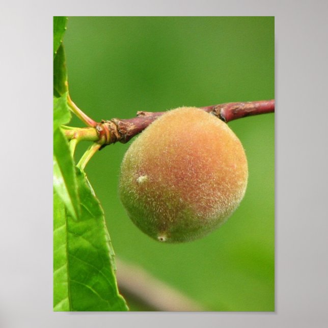 Póster Peach Fuzz (Frente)