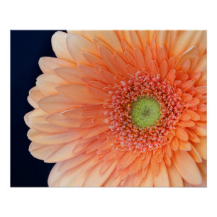 Póster Peach Gerbera