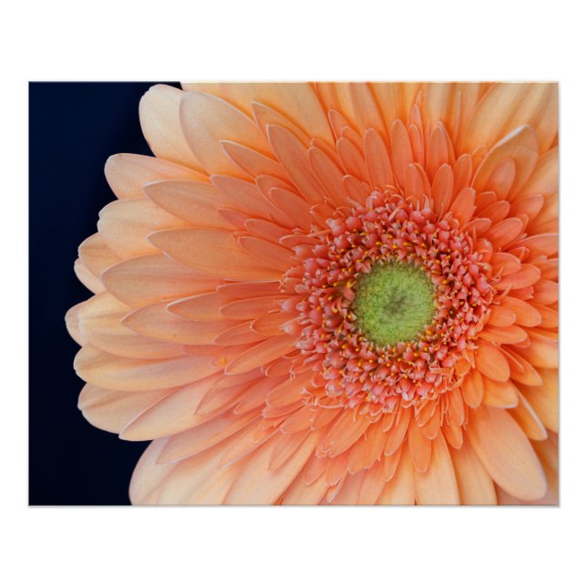 Póster Peach Gerbera (Frente)