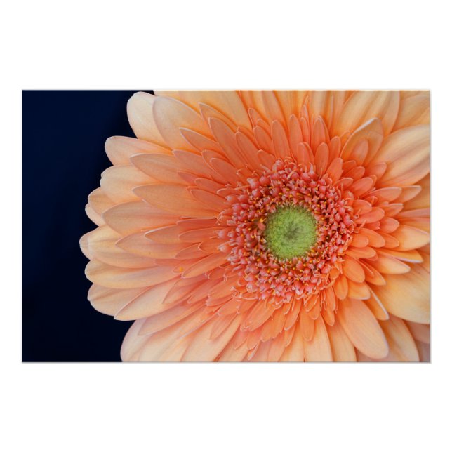 Póster Peach Gerbera (Frente)