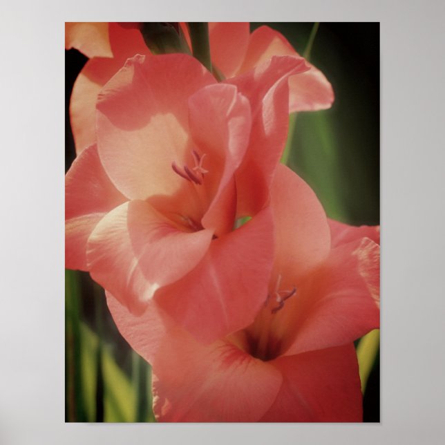 Poster Peach Gladiolus Flor Close-Up (Frente)